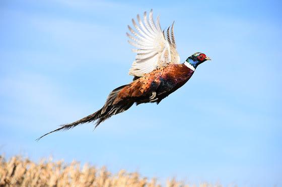 Hunters Gear Up for Wisconsin’s 2024 Pheasant Season Kickoff